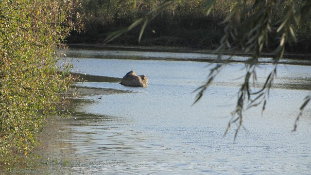 Rochefort sur loire (96)